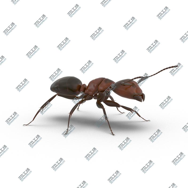 images/goods_img/202104092/Red Ant Rigged for Maya/2.jpg